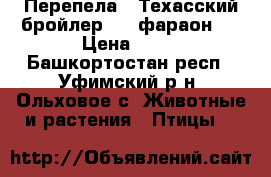 Перепела “ Техасский бройлер “ “ фараон “ › Цена ­ 30 - Башкортостан респ., Уфимский р-н, Ольховое с. Животные и растения » Птицы   